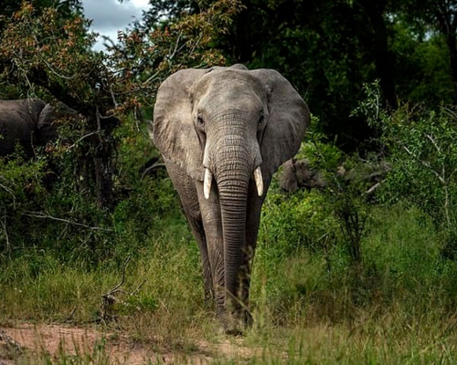 盜獵者被南非大象活活踩死。AP資料圖片