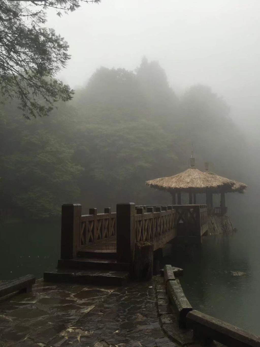 台灣阿里山深具神秘和自然氣息。（微博）