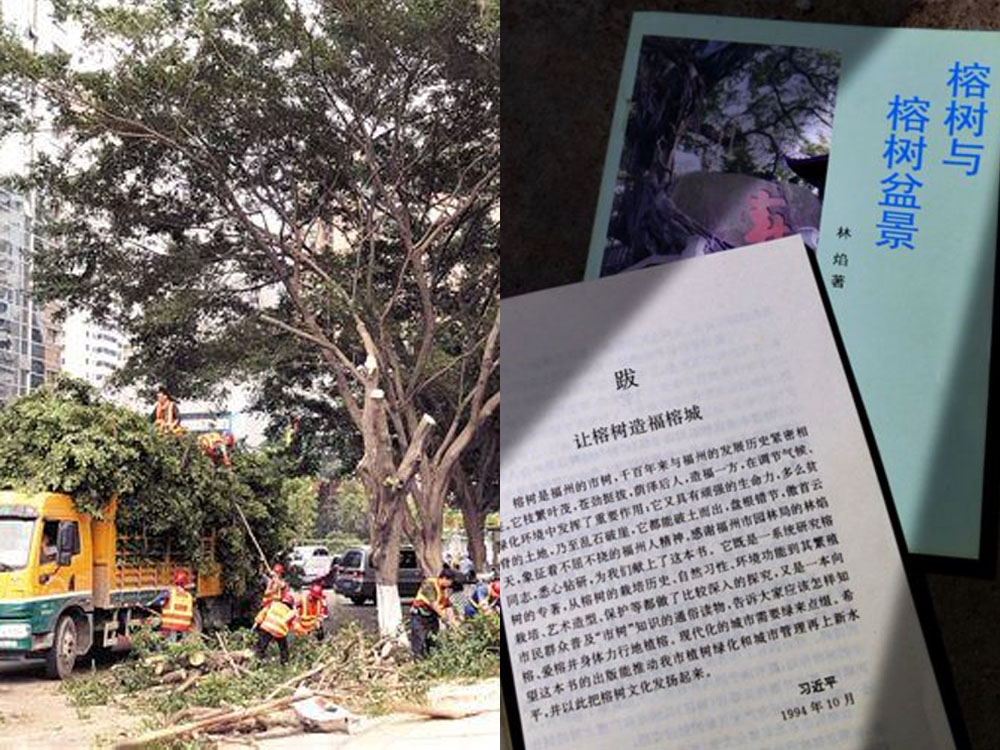 廣州市去年底砍伐三千多株老榕樹,引發中央高層關注。