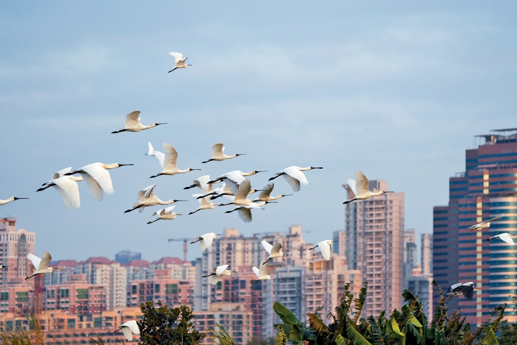 香港觀鳥會高級保育主任黃雪媚關注創科園規劃樓高改變，會對區內鳥類造成影響。