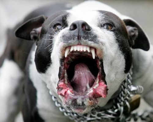 美國德州一名16歲少年被3隻惡犬活活咬死。 示意圖/網圖