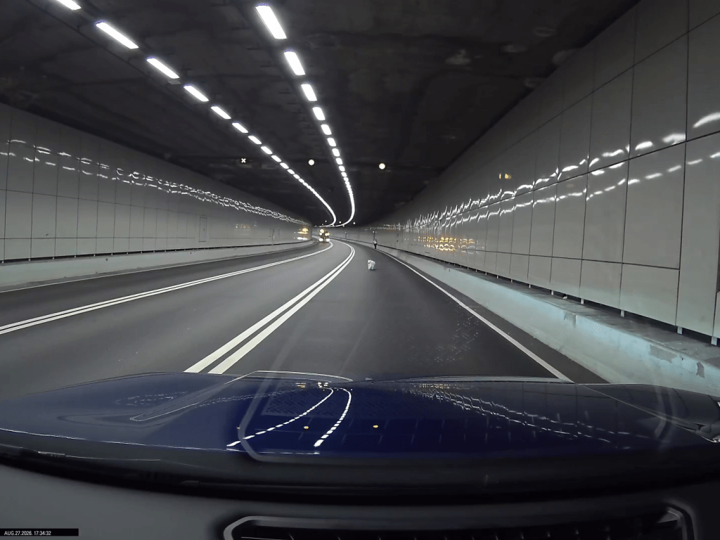 狗狗跑入中環灣仔繞道管道內，險象環生。FB：RaD RaD@車cam L（香港群組）