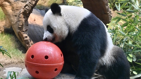 大熊貓︱安安可可已成年可繁殖 工作人員會觀察是否進入發情期
