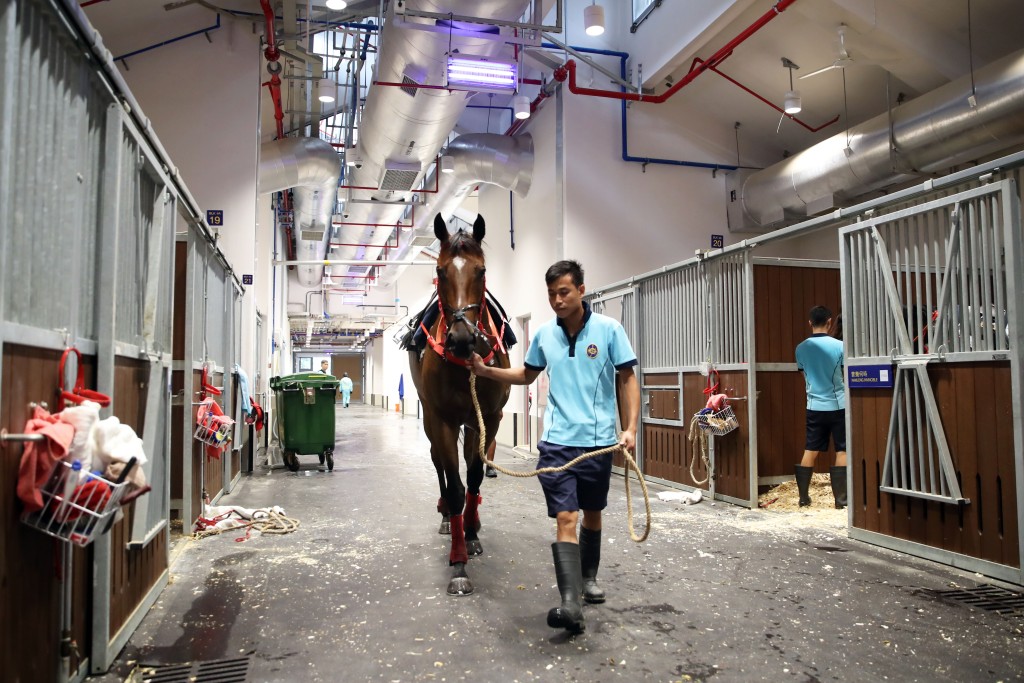 從化馬場可容納超過1000匹馬。
