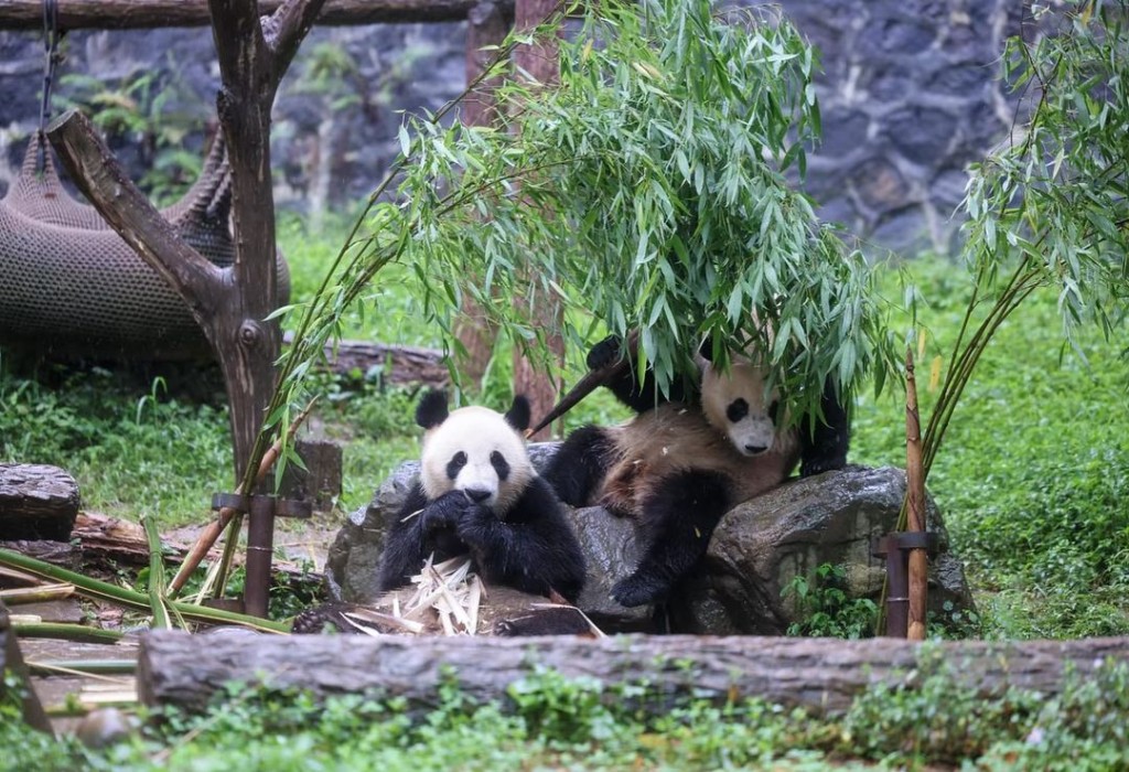 李家超指國寶大熊貓全都可愛萌萌，俘虜了大家的心。