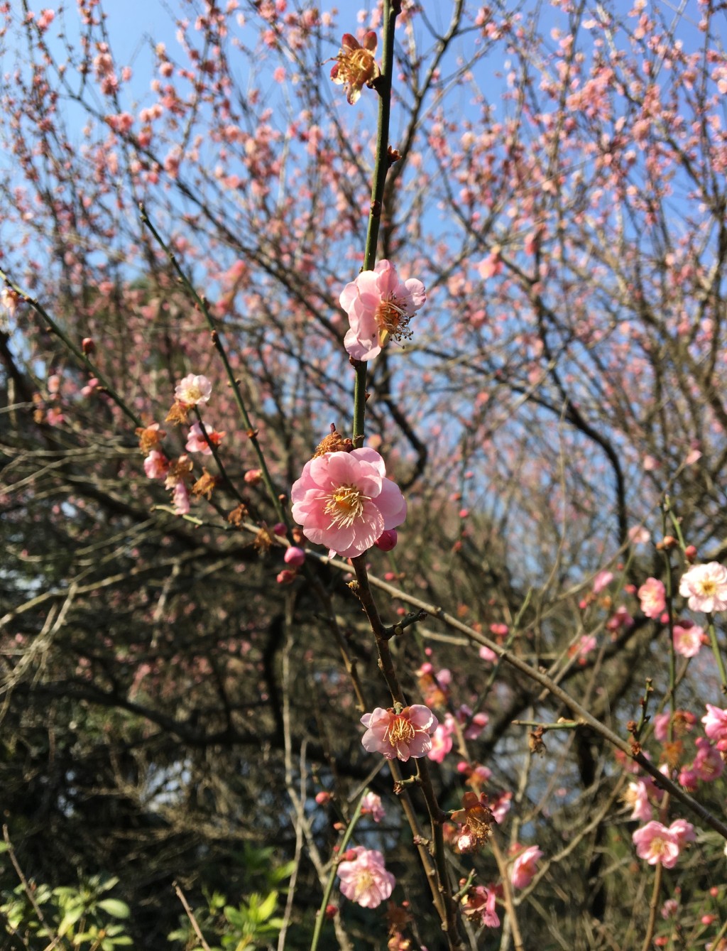 教孩子要遵守賞花禮 儀：眼看手勿動，切勿觸摸枝條或移動「落花花毯」，一同守護自然美態。（圖片來源：受訪者提供）