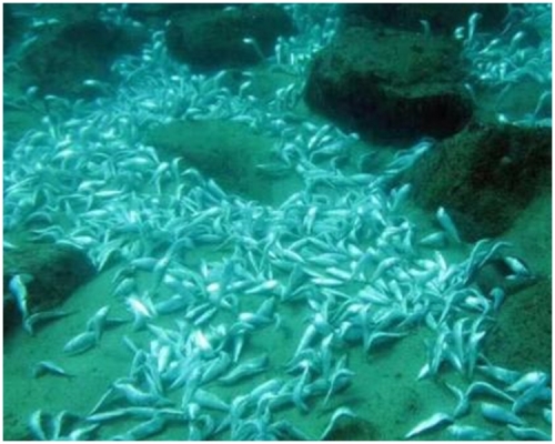 海底出現大量死魚。網上圖片