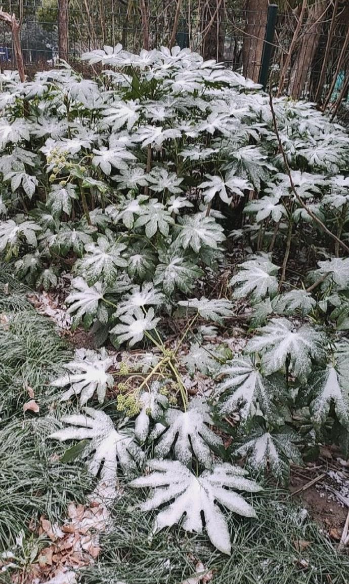 植物亦铺上薄薄的雪。（微博）