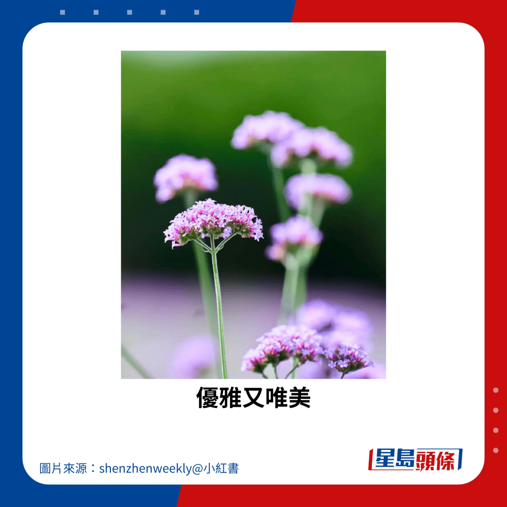 優雅又唯美。