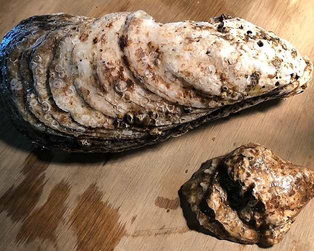 美国纽约市哈德逊河出现一只8.5吋长的巨型生蚝。网图