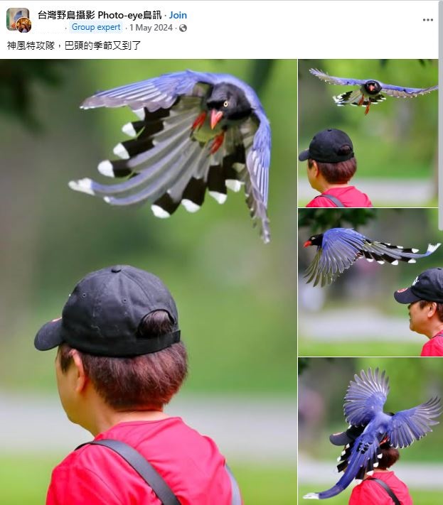 在台灣，「紅嘴藍鵲」攻擊人類的事件時有發生。（網上截圖）