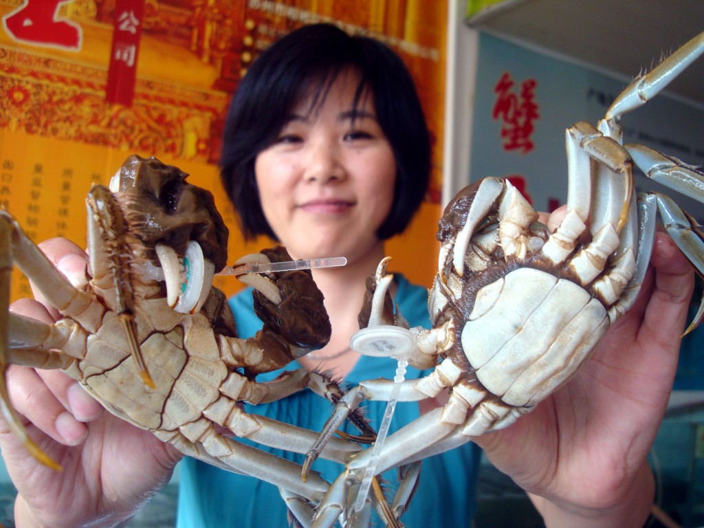 陽澄湖大閘蟹擁有四大特徵，青背、白肚、黃毛、金爪。