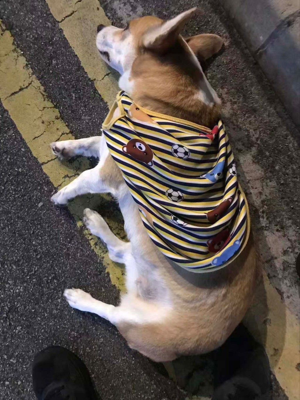 目擊者指狗狗被的士撞到後彈飛數米。fb「貓貓狗狗保護及領養區(香港)」Kray Ronald圖片