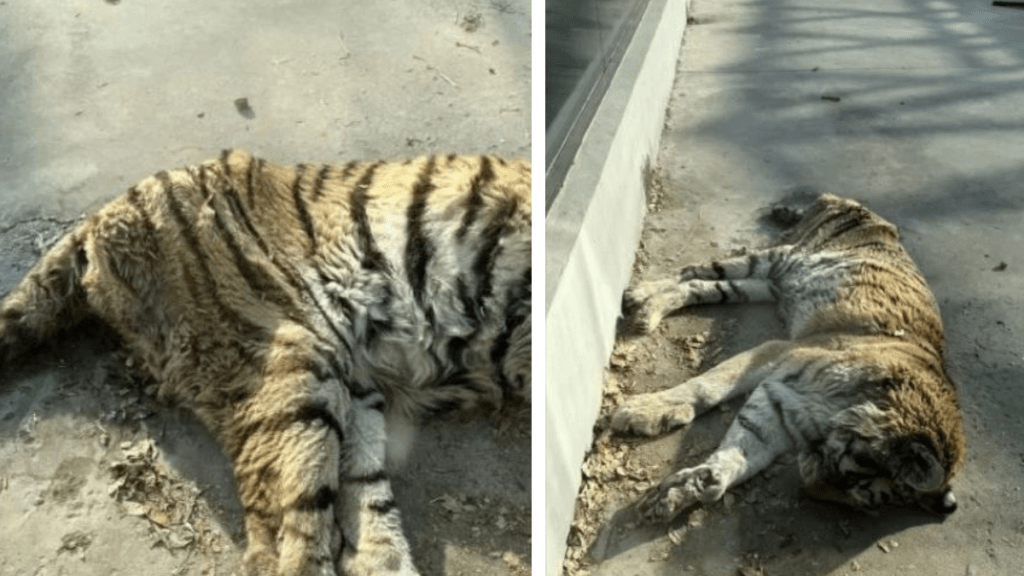 網民拍攝照片顯示園區內有老虎十分瘦弱。微博