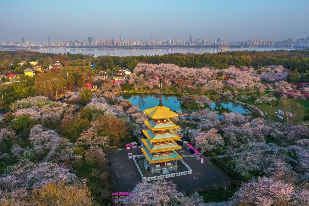 武漢東湖櫻花園。新華社