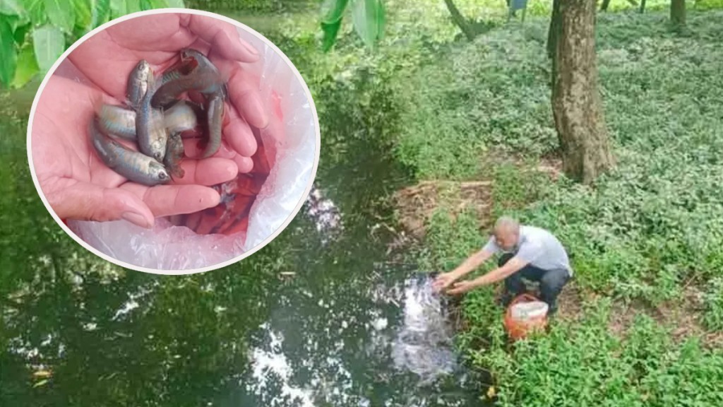 佛山在多個公園投放逾5000滅蚊魚苗。