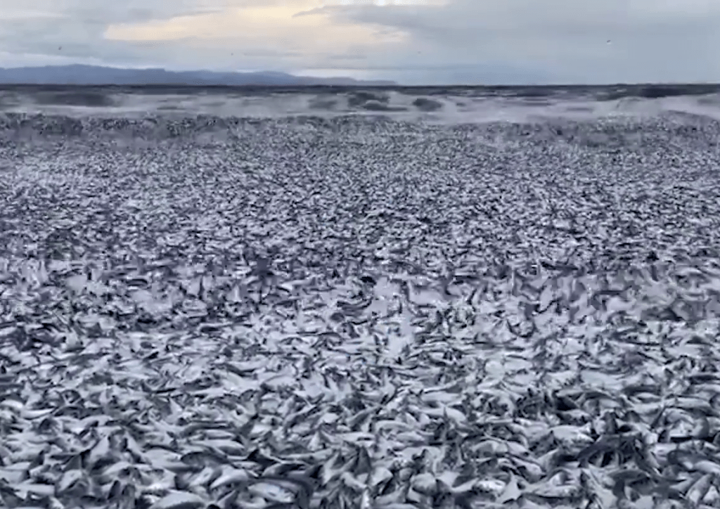 密密麻麻的沙丁魚屍體隨著海浪湧上沙灘，潮水如同「魚浪」。 海客新聞視頻截圖