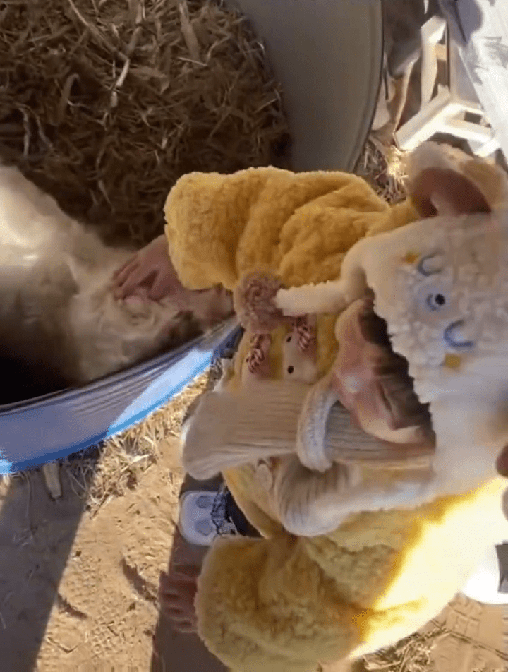 見大人倒地裝死的「戲精小羊」見小孩卻活潑親暱。