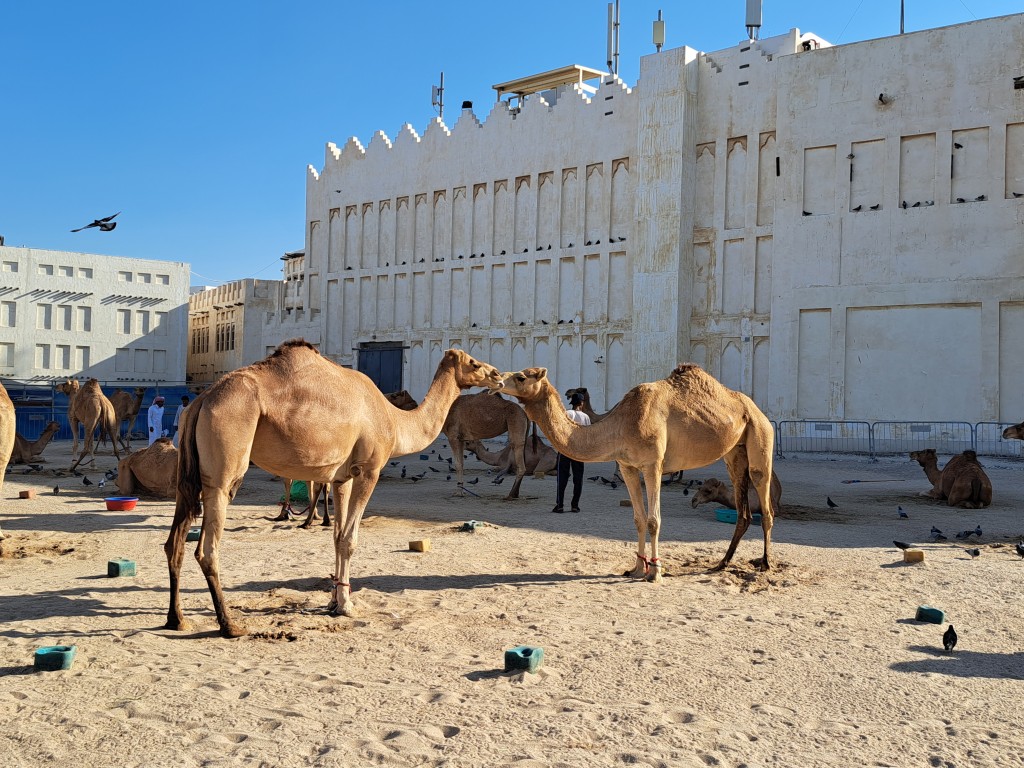 每到早上及黃昏，一大群駱駝會走到街上散步。