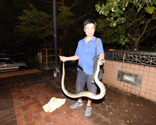 「蛇王」到場徒手活捉，將蟒蛇帶走。