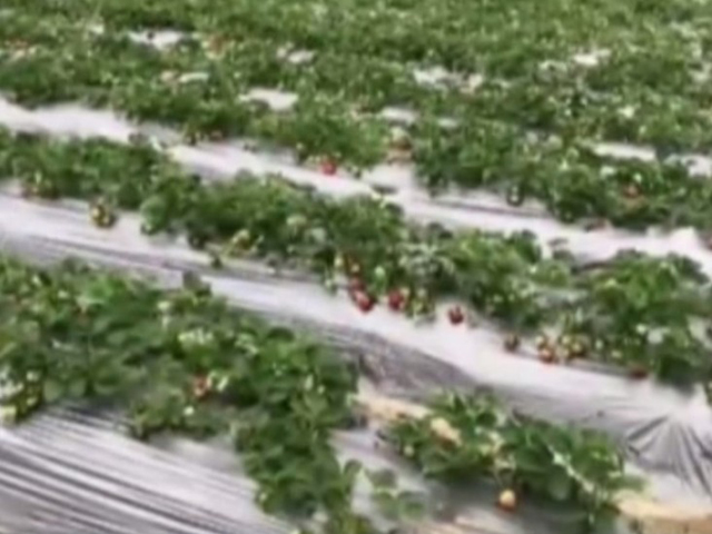 当地媒体揭露,这些打著「无农药污染」的士多啤梨园,大部分都非用有机肥料,而是偷偷使用「低毒农药」,以提升其产量。 网上图片