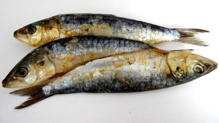 鯖魚