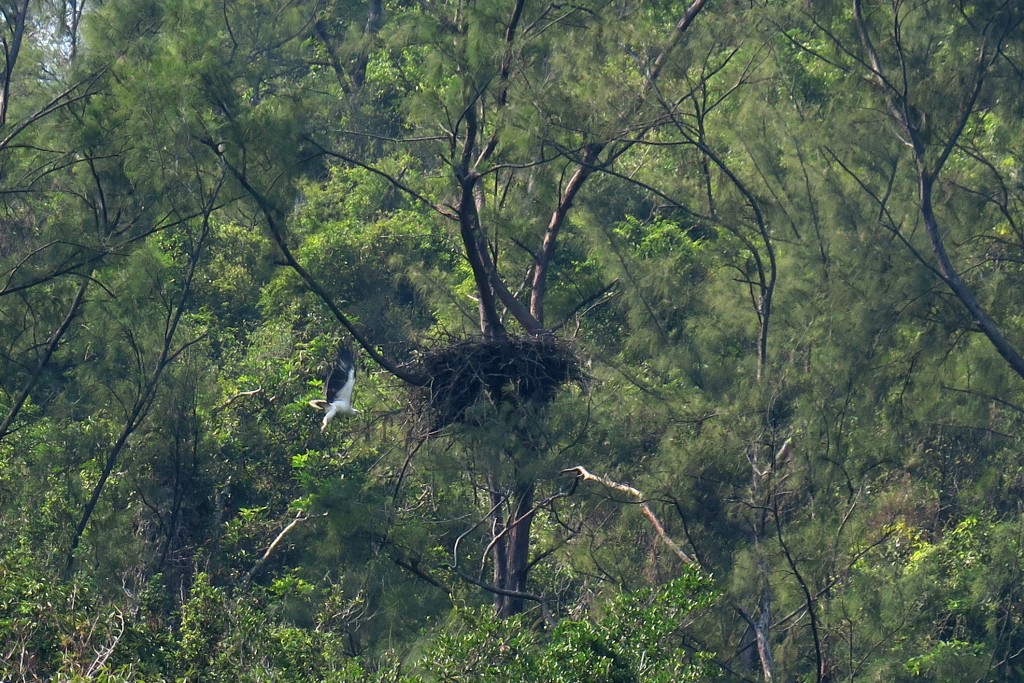 白腹海鵰。