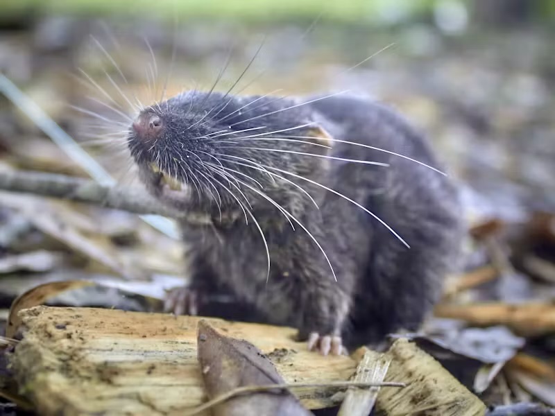 新发现的两栖老鼠是世界上最稀有的半水生啮齿动物之一。 Conservation International