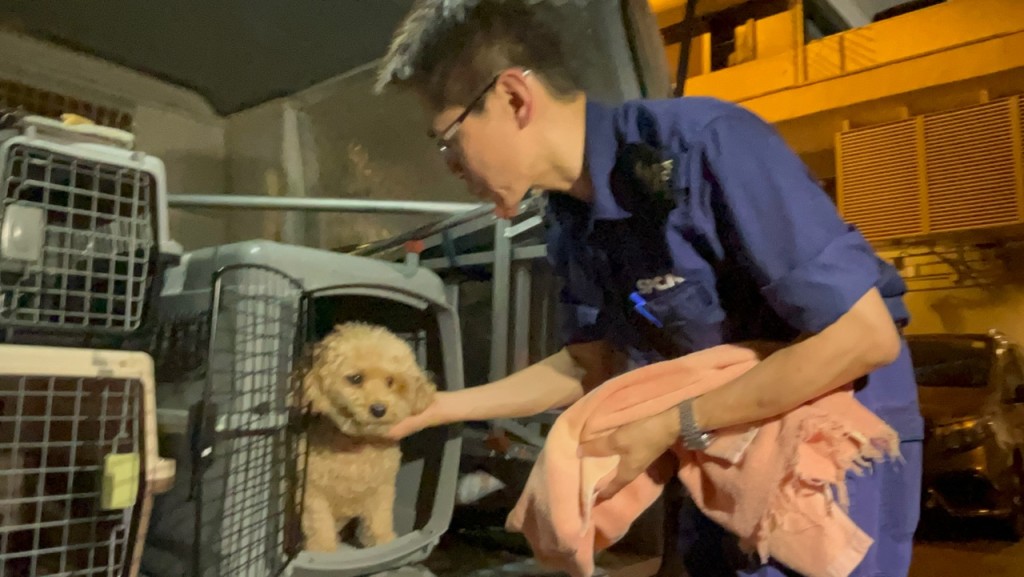 贵妇狗被救出后获人员照顾。