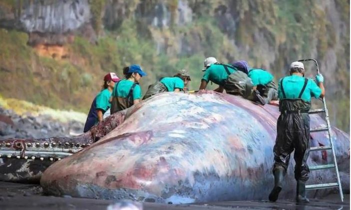 科学家在冲上西班牙帕尔玛海滩的抹香鲸体内，找到价值50万欧元的龙涎香。  