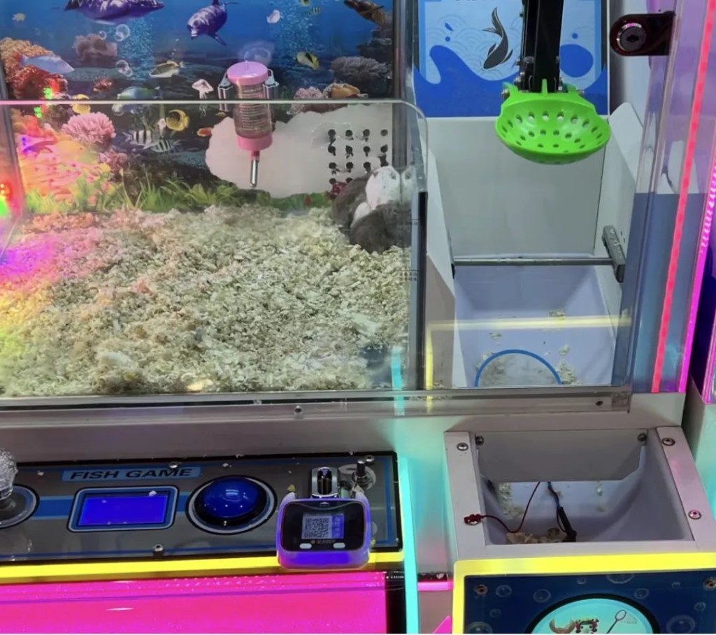 電玩城用活倉鼠作獎品。 電玩城用活倉鼠作獎品。