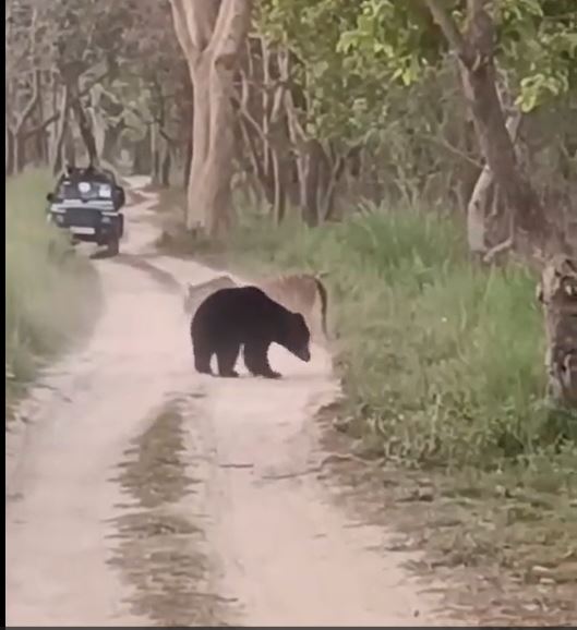 懒熊放弃攻击，向右边树林离开。