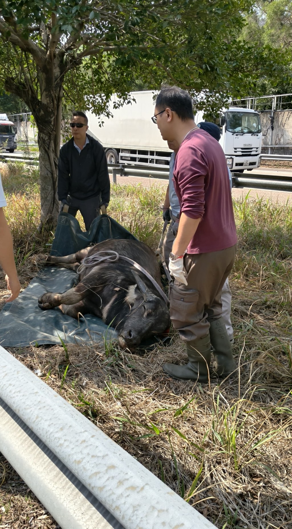 受傷水牛中麻醉槍後藥力發作倒地,由漁護署人員帶走。 受傷水牛中麻醉槍後藥力發作倒地,由漁護署人員帶走。