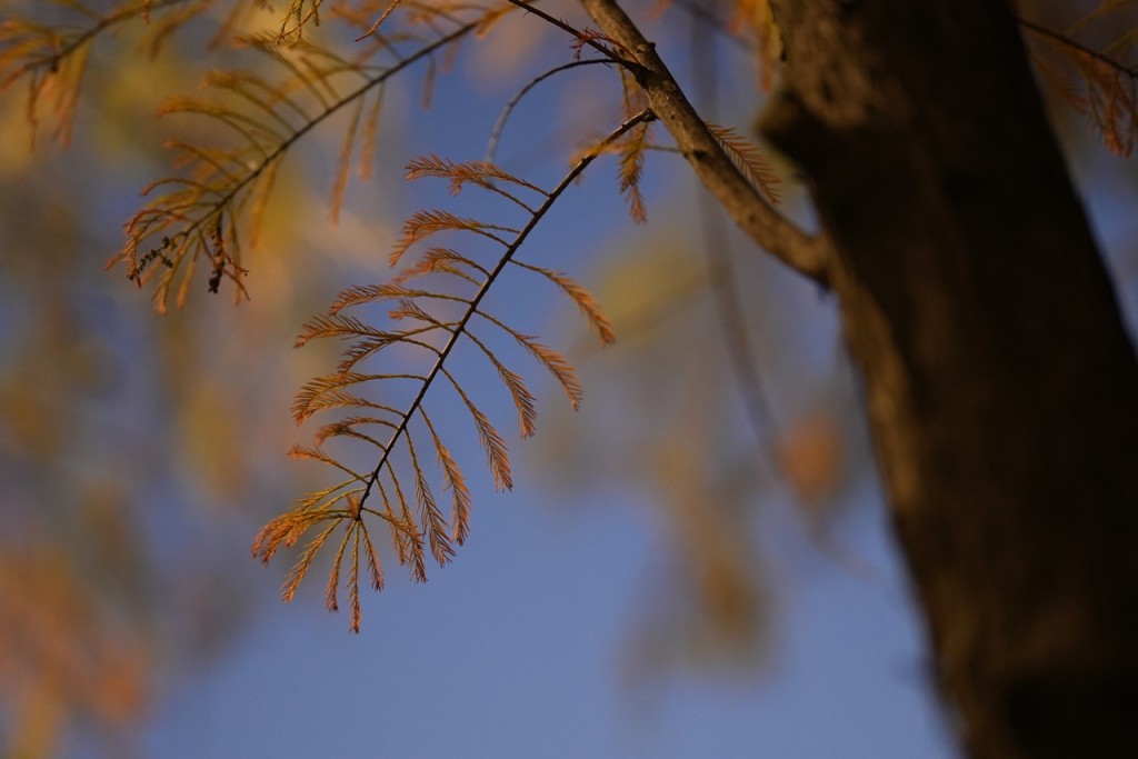 這裏的紅葉形狀成長條形，為有羽狀排列的小葉，交互生長。這是落羽杉和水松品種的特色。
