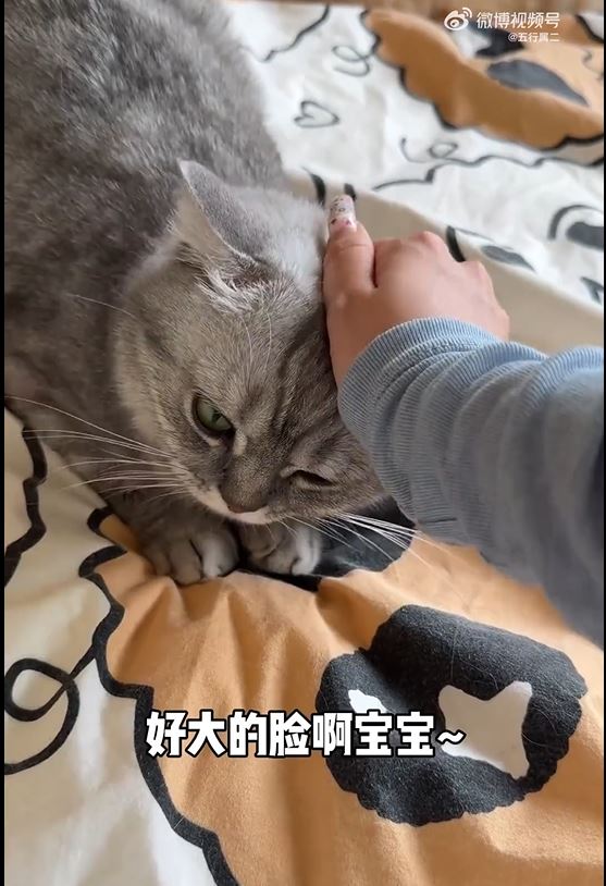 寵物酒店的猫猫。