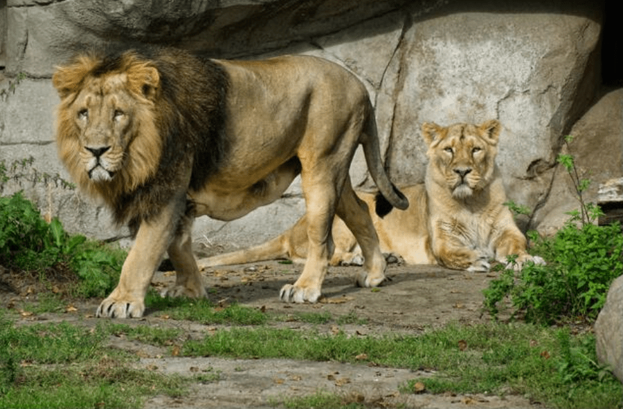 在社交平台上,Aalborg動物園解釋,這一舉措旨在「模仿動物們的自然食物鏈」,並強調小型牲畜是自然界掠食者飲食的重要組成部分。Alamy 在社交平台上,Aalborg動物園解釋,這一舉措旨在「模仿動物們的自然食物鏈」,並強調小型牲畜是自然界掠食者飲食的重要組成部分。Alamy