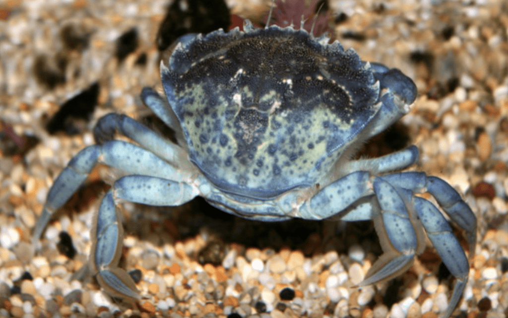 所謂「惡魔蟹」棲息於印度洋及太平洋珊瑚礁海域,體內同時含有河豚毒素(tetrodotoxin)及石房蛤毒素(saxitoxin)兩種強效神經毒素,致命率極高。Alamy 示意圖 所謂「惡魔蟹」棲息於印度洋及太平洋珊瑚礁海域,體內同時含有河豚毒素(tetrodotoxin)及石房蛤毒素(saxitoxin)兩種強效神經毒素,致命率極高。Alamy 示意圖