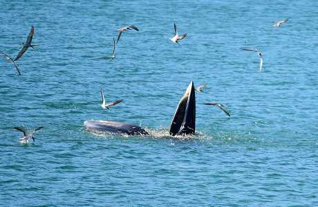 布氏鯨過去曾在廣東省深圳大鵬灣海域出沒。 資料圖片