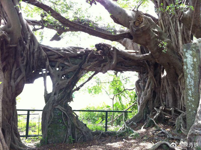 劉松仁最近與陳秀珠訪千年老樹。
