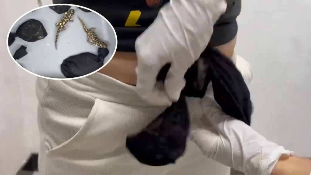 4旅客經羅湖口岸北上，被揭偷運72隻虎紋鈍口螈。海關發布