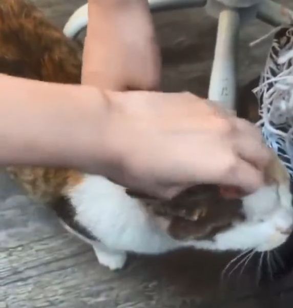 Winter日前被指欺負貓咪。