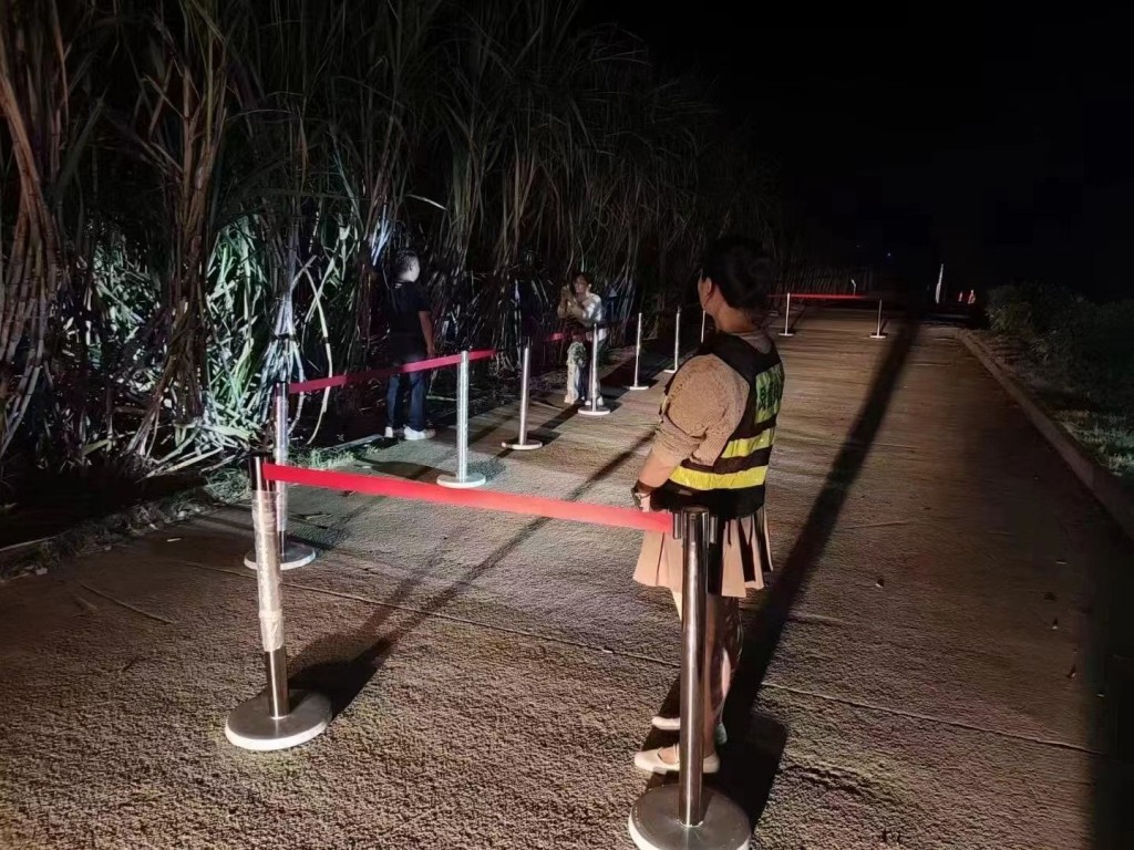 昨晚已有保安在习近平驻足观看过的几棵竹蔗前戒备。（微博）