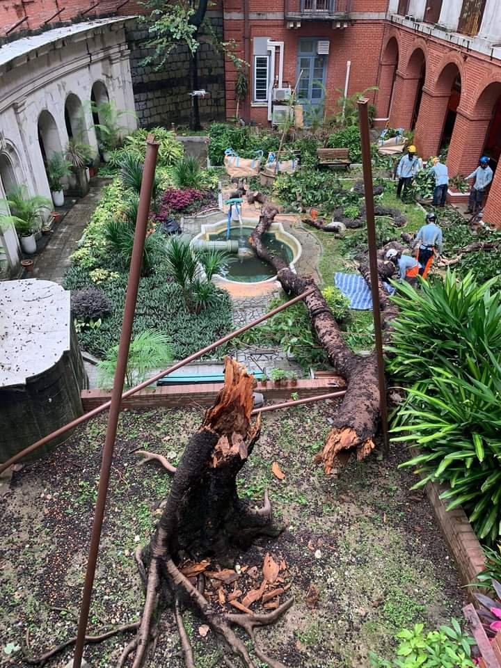 英皇书院一棵半世纪老树上周四当日塌下。欧永森FB