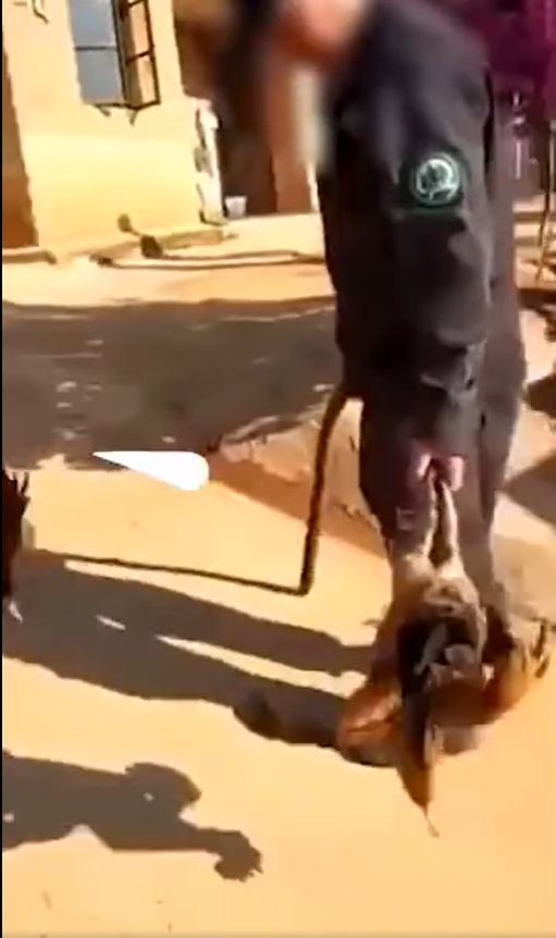 有網民指,雲南普洱瀾滄縣為了迎合上級檢查,打死居民放養的家禽。網圖