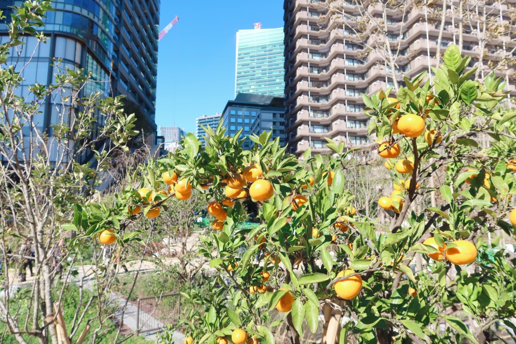 廣場內有果園及菜園，根據時節能看到不同的果物。網上圖片