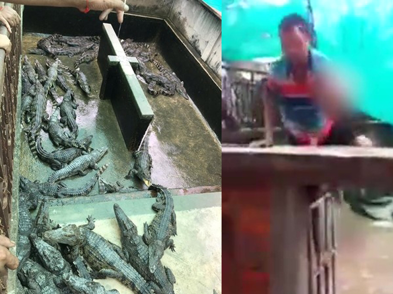 2岁女童跌落鳄鱼池，被吃剩一颗头颅。(网图)