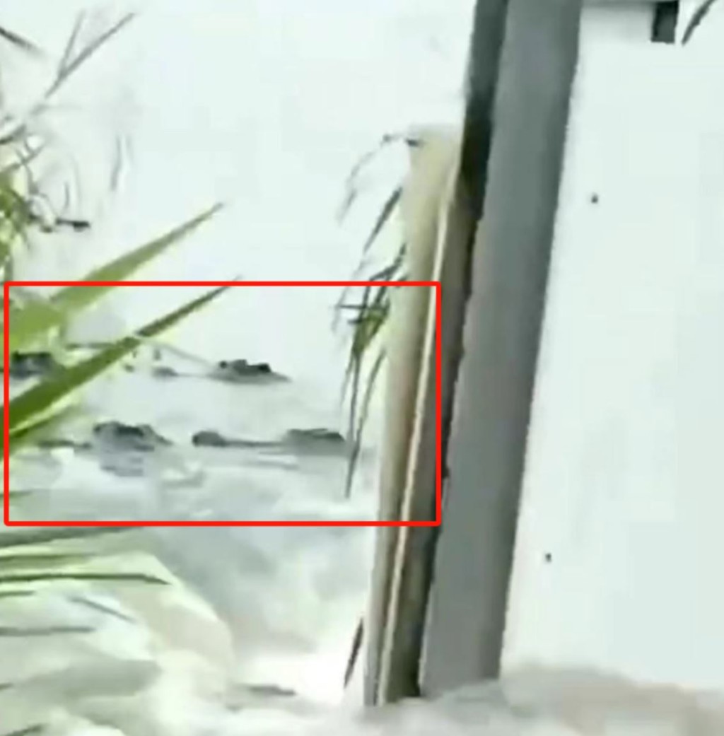 廣東茂名養殖場70多條鱷魚「逃獄」，當局建議盡量不出門。