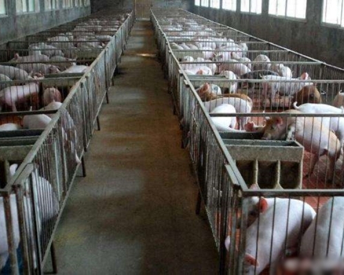 世界動物衛生組織總幹事艾露特指出，非洲豬瘟將進一步蔓延。　網圖