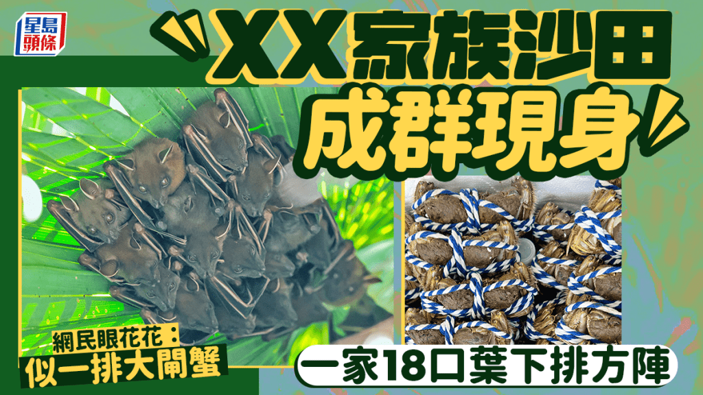 ＸＸ家族沙田成群現身 一家18口葉下排方陣 網民：似一排大閘蟹