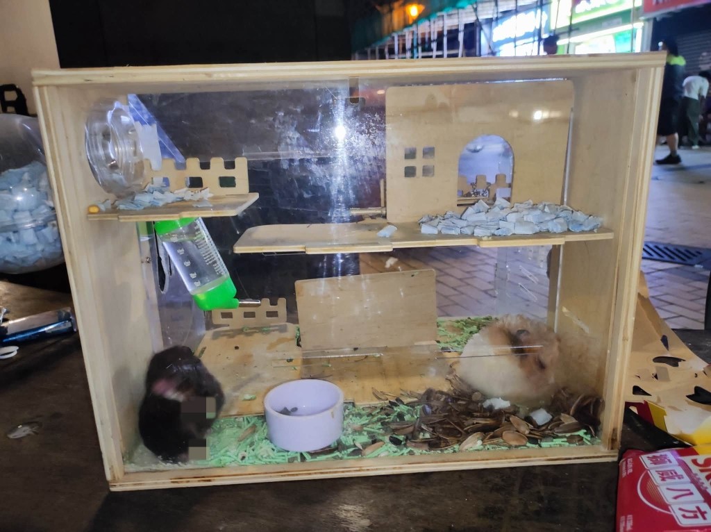 一名街坊在区内一个垃圾桶旁发现一个仓鼠笼,笼内有两只仓鼠。Facebook 珍奶仓鼠幼稚园-校务处图片 一名街坊在区内一个垃圾桶旁发现一个仓鼠笼,笼内有两只仓鼠。Facebook 珍奶仓鼠幼稚园-校务处图片